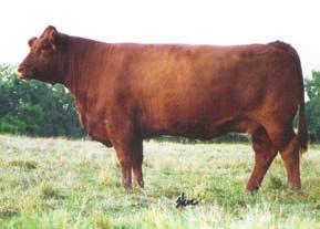 This female will make a tremendous cow that can produce those high performing bulls and fancy heifers.