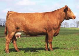 SVF Sheza Glory Embryos Crusader Simmentals 21 3 Embryos Guaranteeing 1 Pregnancy from each mating HC Power Drive 88H KenCo/MF Powerline 204L SAFN Glamour 11J Hart Black Oasis F301 SVF Sheza Lady