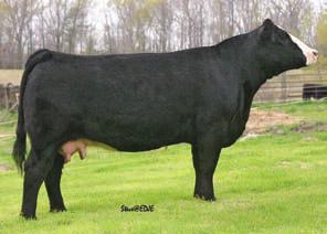 Kandy Kisses Family KandyKisses x Fortunate Son 24 3 Embryos Guaranteeing 1 Pregnancy SRS Fortune 500 NLC Fortunate Son 100N NLC G64 Galix HC Power Drive 88H LF Kandy Kisses NJC TJF Holly Hunter Proj.