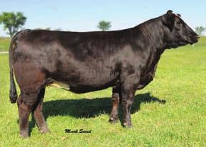 Kandy Kisses is the dam of Dream Doctor and Stonehenge. Proven value-a good investment! Bull LF Kandy Kisses - Reference 25A Pending W19 BD: 9-02-09 88 Recipient cow is 19A.