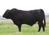 Bull NLC Fortunate Son 100N - Reference 25B Pending W921 Recipient is 9211. She is a commercial Red Angus cow. She has been an excellent recipient, having four consecutive ET calves.