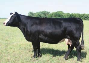 A direct daughter of NJC Black Jewell and granddaughter of, she was purchased as the high selling bred female in Sunset View s Family Traditions Sale this spring.