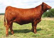 36 2 API: 110 Naomi is a female that produces structurally correct cattle that are high performing and consistently come to the top of our calf crop.