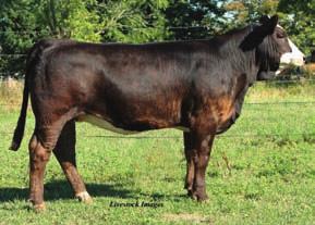 Her dam was purchased from the Hunt-Hawley program and is doing a great job for our program.