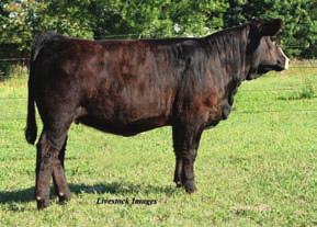 Her dam was purchased in last year s sale, from Bill Fulton, as one of the top selling bred heifers. SS Wilhemina SS Windstream 47 2491826 SimAngus W4050 87 MM: 2 OCC Emblazon 854E -2.