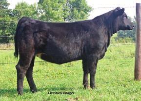 9 WW: 25 49 7 MM: 9 22 Marb: 0.25 REA: 0.19 API: 119 This heifer is sired by All Star. He is an ET son out of the powerful donor, K205 X Dream On. His calves look excellent.