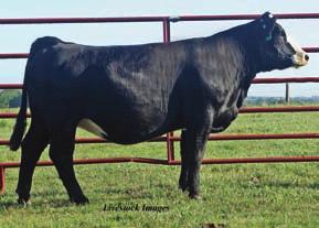 Her dam was purchased from Sunset View Farms. Here is a female that is bred up early to BC Lookout on 2-20-09. I believe T122 has the potential to become an outstanding donor for the new owner.
