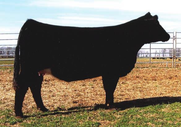 Magnetic Lady Family SVF NJC Magnetic Lady L25 - Reference MagneticLady x In Dew Time SVF NJC Magnetic Lady Embryos 1 and Crusader Simmentals 2154953 M25 6 Embryos to the Bull of Your Choice GFI