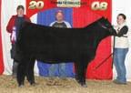 This beautiful, bald-faced daughter of the ever popular SVF-NJC Magnetic Lady M25 was the most talked about female of the 2007-2008 show season, creating quite a stir in the stalls, make ready and