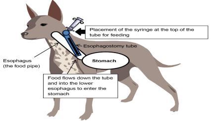 SPECIAL ANIMAL DOSAGE FORMS ESOPHAGEAL SYRINGE specialized drug delivery devices commonly are used to administer the dosage forms.