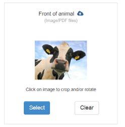 Step 8: MAKE SURE ALL INFORMATION IS COMPLETE AND ACCURATE. Once you hit the save button you cannot edit the animal. Step 9: Click the save button Step 10: Adding animals Start at step 5 and repeat!