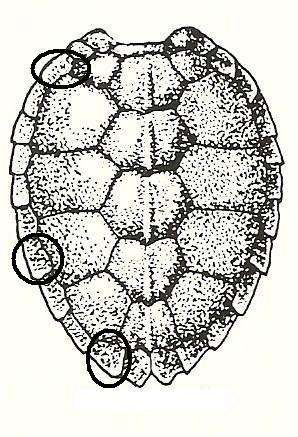 Figure 2. Three marginal scutes (2, 8, and 11) measured on the Georgia Bulldog RV, for each individual turtle.