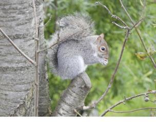 Oral fertility control for grey squirrels Summary The National Wildlife Management Centre (NWMC), under the terms of a contract with the UK Squirrel Accord, is researching the development and