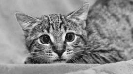 are often FEARFUL cats Cats may be