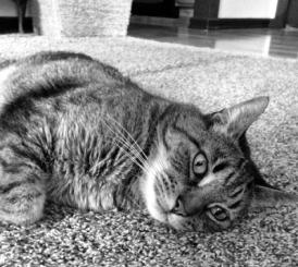 anxiety in healthy cats that I and many clinicians have used. Dr.