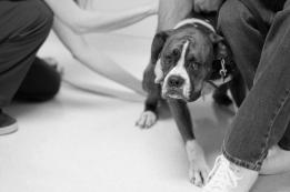 Dogs Common situational anxiety disorders: Separation Noise phobia Veterinary visits Hospitalization
