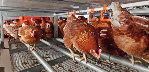 The advantages at a glance: 4 the proven EUROVENT system is the perfect basis for profitable, highquality egg production: > mature technology > high laying performance > clean eggs > minimum share of