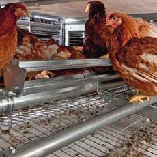 Perch area in the EUROVENT-EU for 60 hens per compartment EUROVENT-EU for 72 hens per compartment with additional central feeding area Feed and water supply safe and reliable for every hen The Big