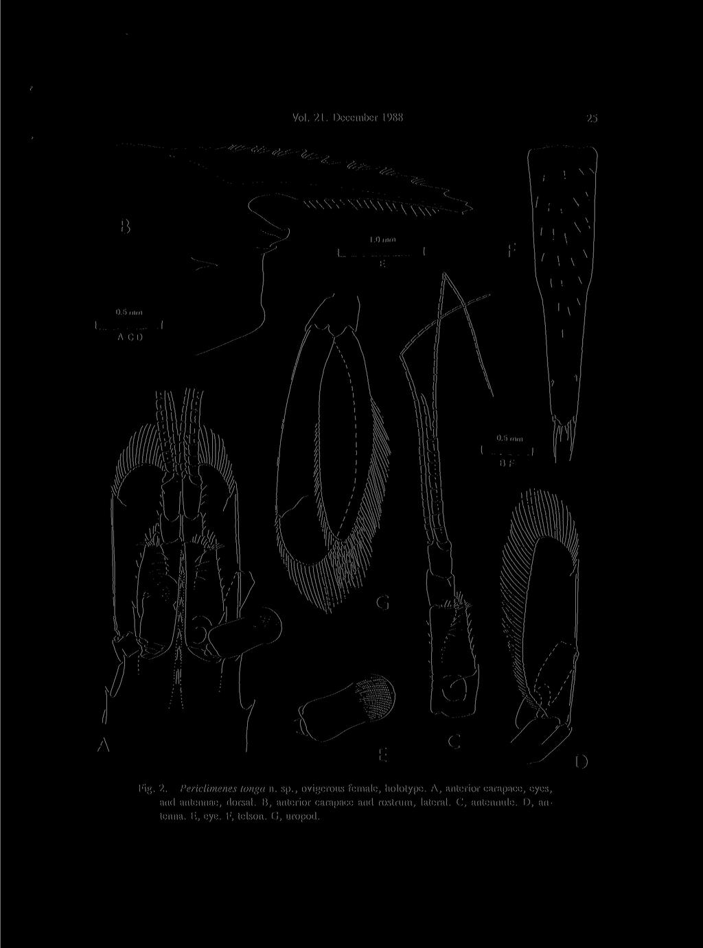 Vol. 21. December 1988 25 Fig. 2. Periclimenes tonga n. sp., ovigerous female, holotype.