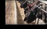 -02-16 Pain Control in Beef Cattle Nike Pain