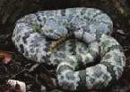 Table 1. Poisonous Snakes That Are Common in North America: Toxicities and Geographic Ranges a (cont.