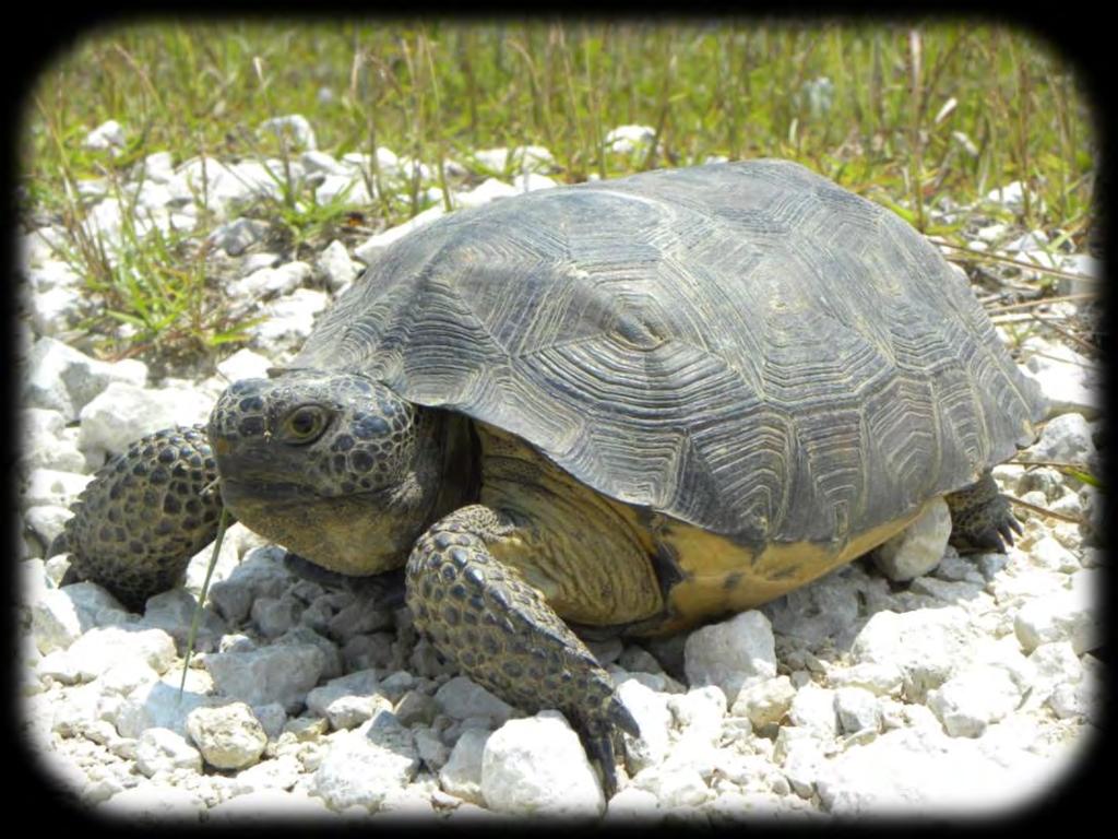 POPULATION STATUS AND MANAGEMENT OF THE GOPHER TORTOISE ON THE FITZHUGH CARTER