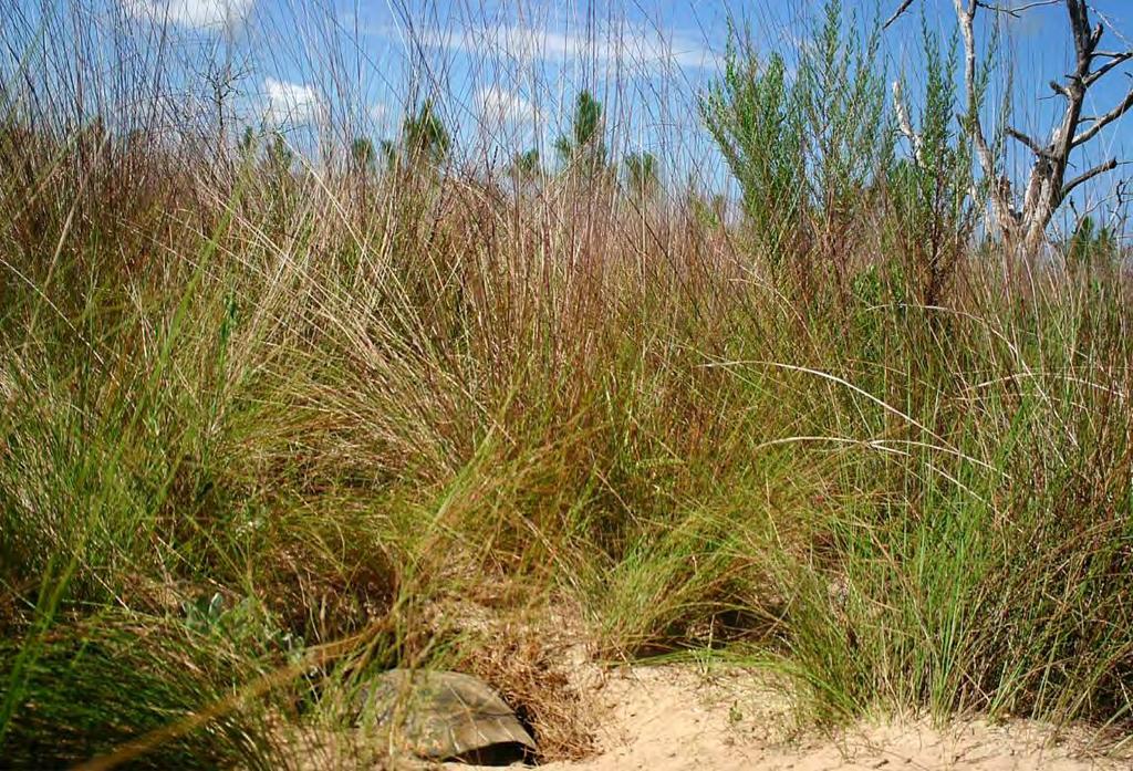 Figure 3. A gopher tortoise entering a burrow one year after a burn on the Carter Tract of Econfina Creek WMA, Washington County, Florida.