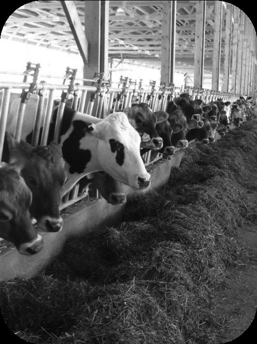 conventional dairy farms?