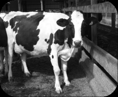 ! No abnormal signs in milk, udder, or cow Must use a diagnostic test to identify DHIA, CMT, or WMT to measure SCC Complete Milking Routine & Presence of