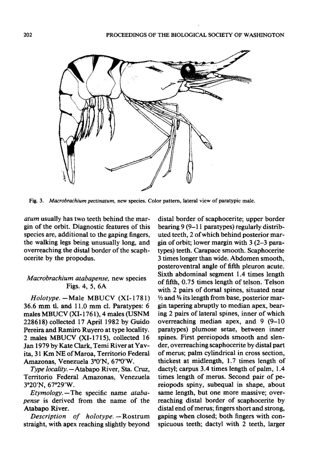 202 PROCEEDINGS OF THE BIOLOGICAL SOCIETY OF WASHINGTON Fig. 3. Macrobrachium pectinatum, new species. Color pattern, lateral view of paratypic male.