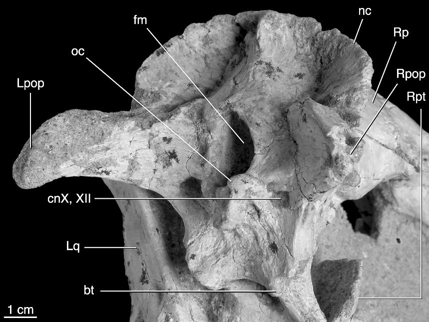 20 AMERICAN MUSEUM NOVITATES NO. 3545 Fig. 13. Oblique view of the right occiput of the holotype skull of Tsaagan mangas (IGM 100/1015). Abbreviations are in appendix 1. liensis (Norell et al., 2004).