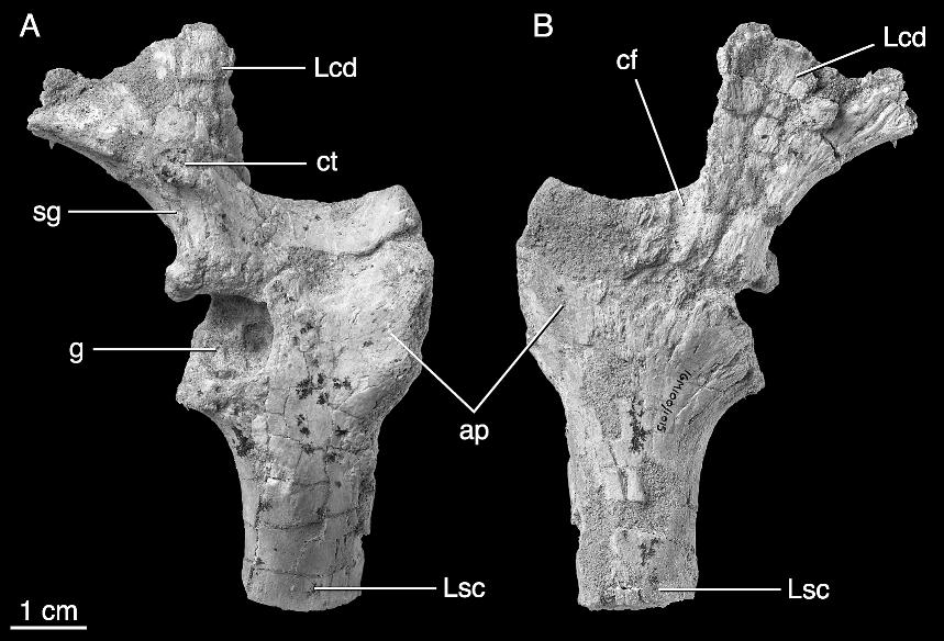 2006 NORELL ET AL.: UKHAA TOLGOD DROMAEOSAURID 31 Fig. 21. Left scapulocoracoid of the holotype of Tsaagan mangas (IGM 100/1015) in lateral (A) and medial (B) views. Abbreviations are in appendix 1.
