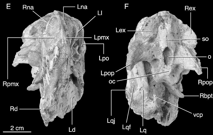 6 AMERICAN MUSEUM NOVITATES NO. 3545 Fig. 3. (Continued). E, holotype of Tsaagan mangas (IGM 100/1015) in left anterior view. F, holotype of Tsaagan mangas (IGM 100/1015) in posterior view.