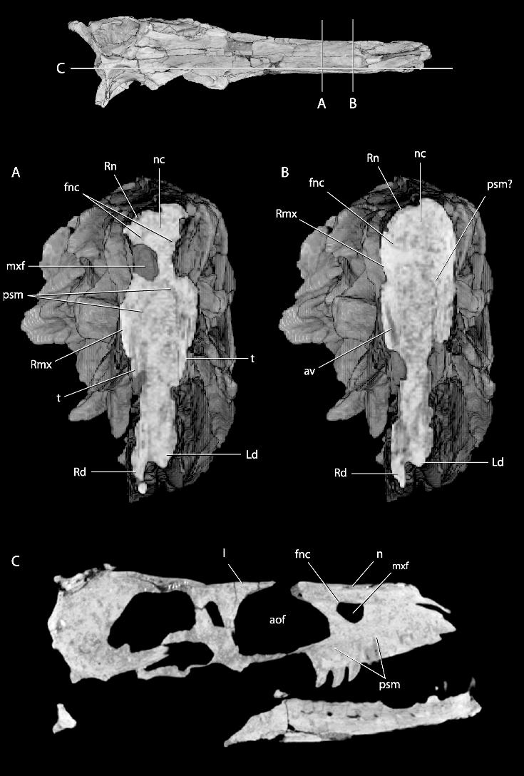 8 AMERICAN MUSEUM NOVITATES NO. 3545 Fig. 4. CT slices through the skull of the holotype of Tsaagan mangas (IGM 100/1015). Image at top shows orientations of slices A, B, and C.