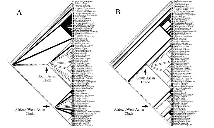 Figure 9 Proposed phylogenetic trees of the Acrodonta resulting from stem and loop structural data found between the trna asn and trna cys genes.
