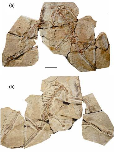 Figure 1 Photograph of Anchiornis huxleyi holotype slab (a) and counter slab (b) (IVPP V14378). Scale bar = 3 cm.