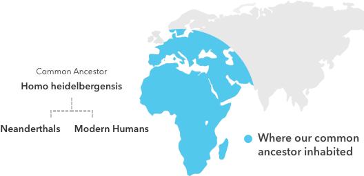 Neanderthals and modern humans share a common ancestor as well as many morphological and social traits, but differed in key respects.