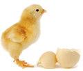 Poultry in behaviour research.