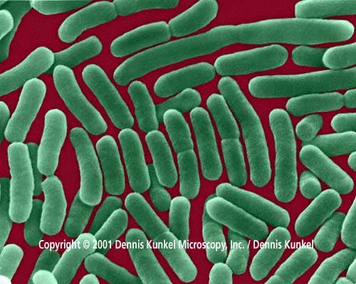 growth rate Salmonella, Campylobacter
