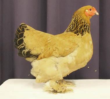 Creativity and innovation is good, but let's be particularly careful with our existing colours. Birchen bantam hen. In the Large Brahmas, the birchen remain a rare appearance.