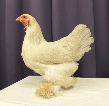The outer toe must be correct. Very important are the club judges. As long as the judges are not fully aware of what we want, we will never get there. Buff black columbian hen.