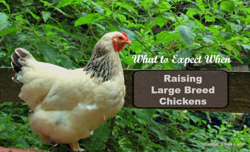 Are you ready to add a large breed chicken to your flock? If you want a sweet, docile, cuddly hen, choose a large breed chicken. Brahmas and Cochins come to mind when I think of large breed chickens.