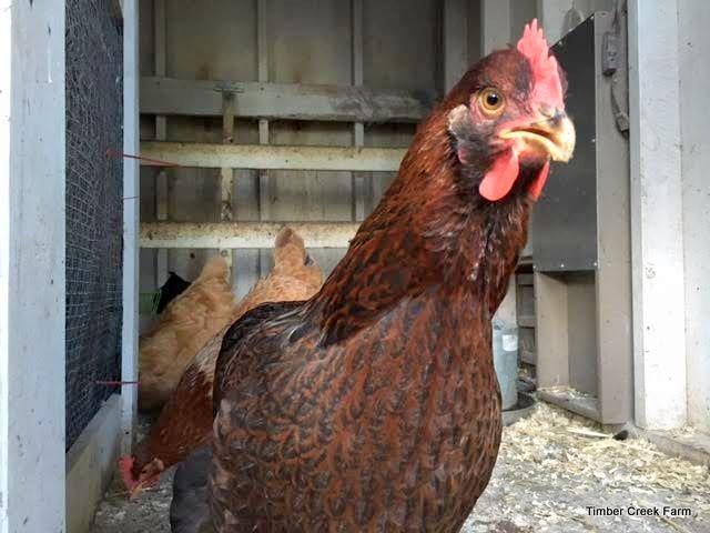 me to gathering the Brahma chicken in three different colors, so far. Another favorite of mine is the Cochin breed.