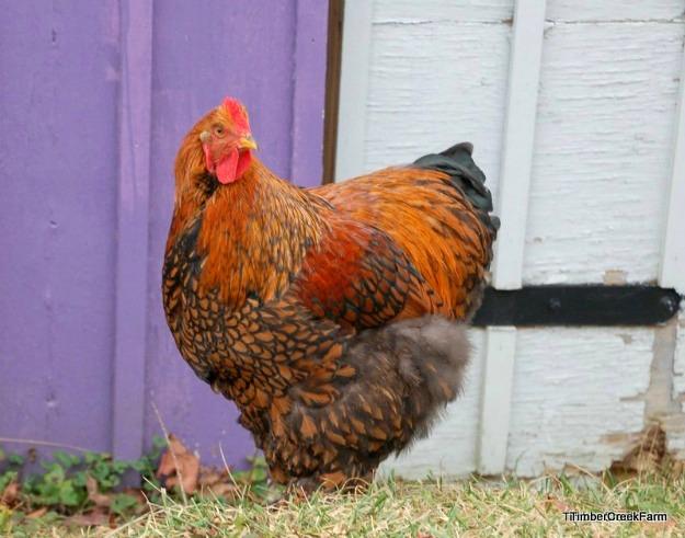 The Cochin Breed The Livestock Conservancy has the Cochin chicken status listed as recovering.