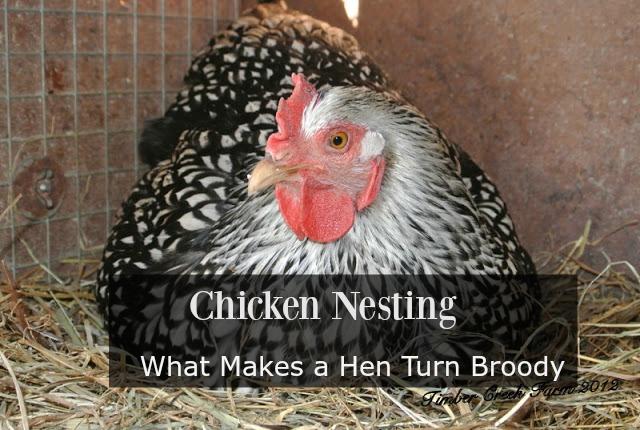 Chicken Nesting Why is My Hen Broody?