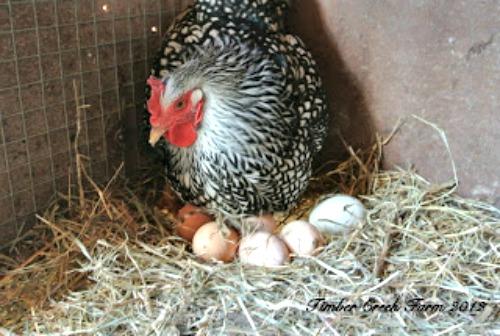 One day I stopped to watch one of my hens gather up a clutch of eggs to sit on. It was interesting to watch as she methodically pulled each egg under her body using her feet and beak.
