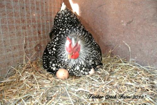 only one egg peeking out!
