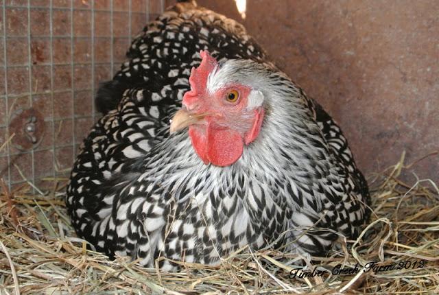 go into the nest without Whynnie getting upset. During warm weather, some people will give the hen a cool shallow bath to sit in for a few minutes.