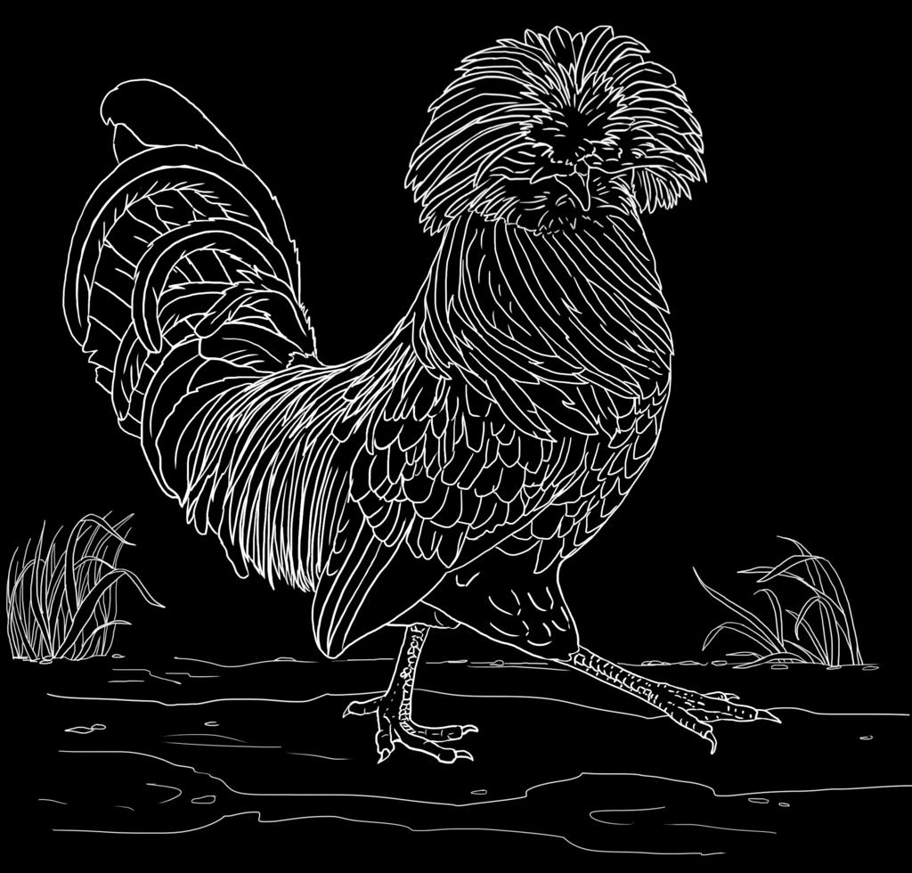 Polish [pol-ish] - Polish chickens are named for their spectacular crested head which resemble the historic helmets Polish