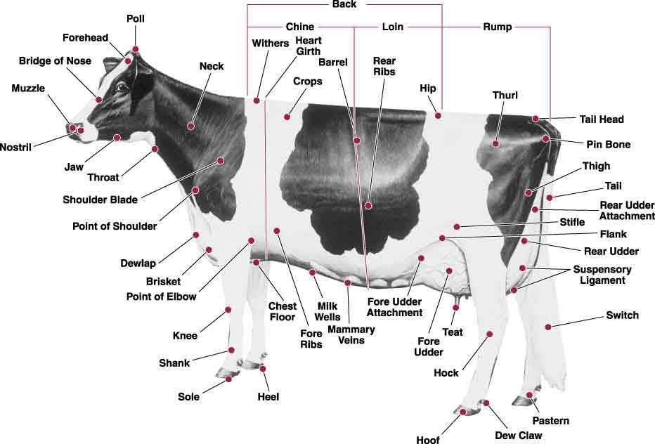 Activity: Purpose: Age Group: Label the Parts To teach members the names of the parts of the cow.